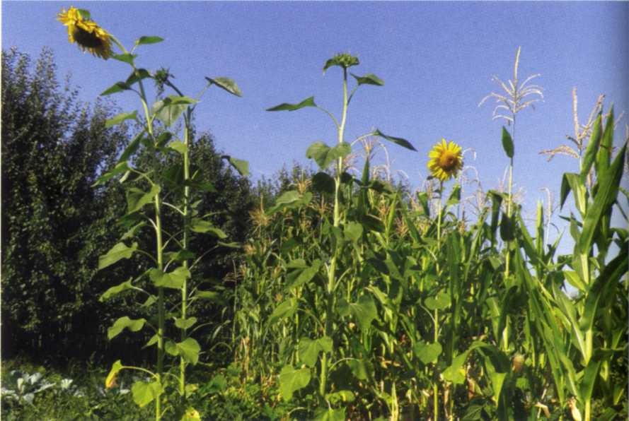 Умный огород круглый год - img_15.jpeg