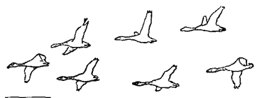 Кольцо царя Соломона - pic_3.png