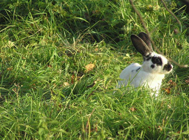 Справочник настоящего мужчины - i_053.jpg
