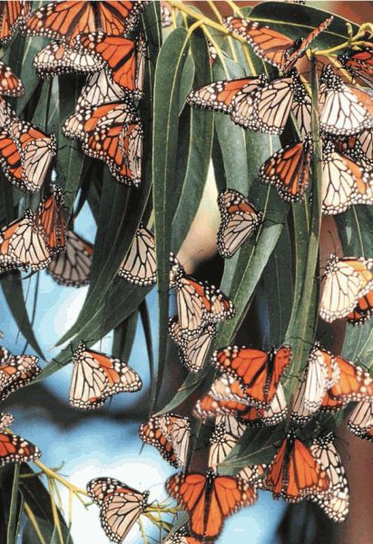 Биология. Общая биология. Базовый уровень. 11 класс - i_002.jpg