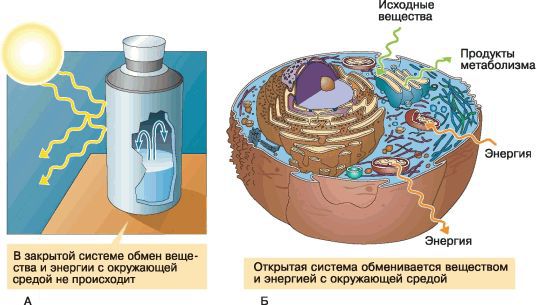 Биология. Общая биология. Базовый уровень. 11 класс - i_005.jpg