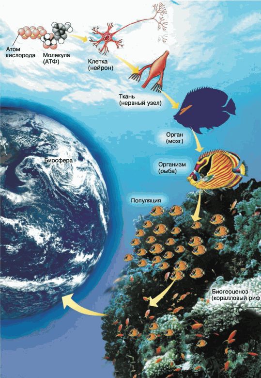 Биология. Общая биология. Базовый уровень. 11 класс - i_006.jpg