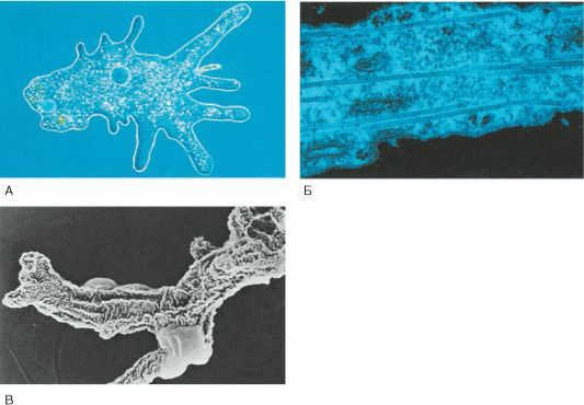 Биология. Общая биология. Базовый уровень. 11 класс - i_007.jpg