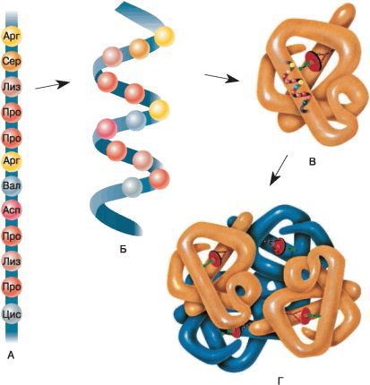 Биология. Общая биология. Базовый уровень. 11 класс - i_024.jpg