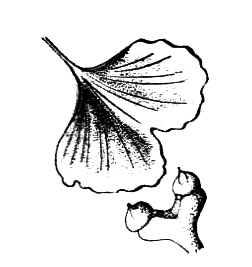 Голосеменные растения - i_002.png