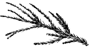 Голосеменные растения - i_004.png