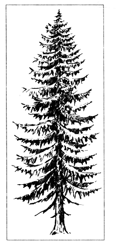 Голосеменные растения - i_005.png