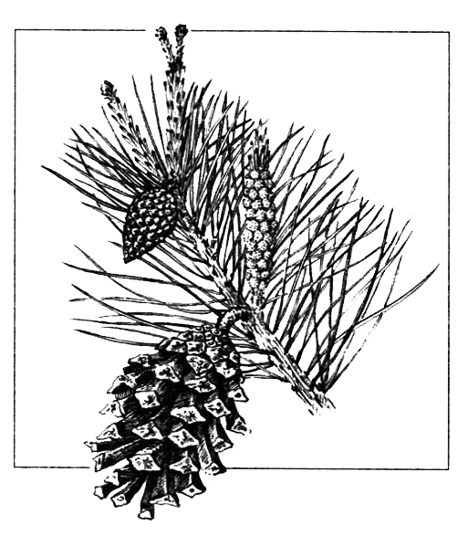 Голосеменные растения - i_008.png