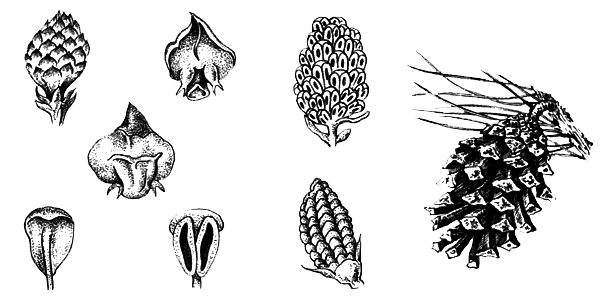 Голосеменные растения - i_010.png