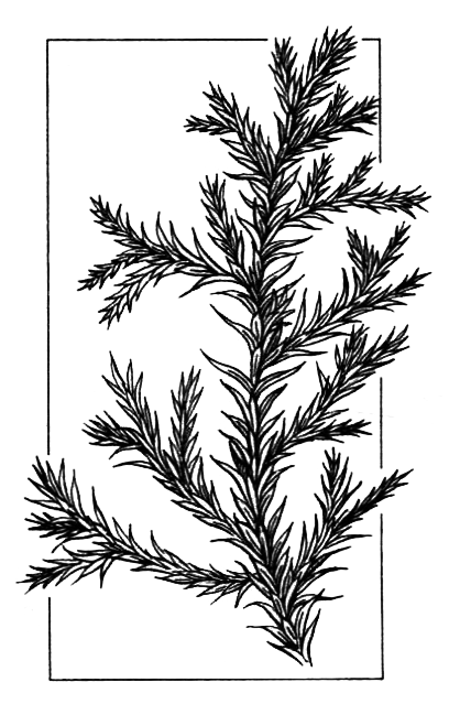 Голосеменные растения - i_017.png