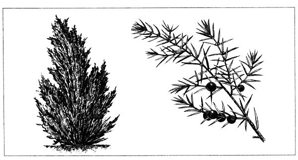 Голосеменные растения - i_018.png