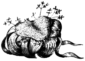 Голосеменные растения - i_024.png