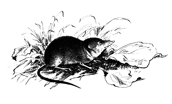 Млекопитающие - i_001.png