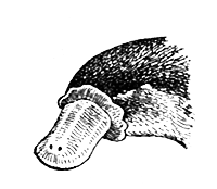 Млекопитающие - i_002.png