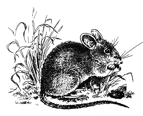 Млекопитающие - i_011.png