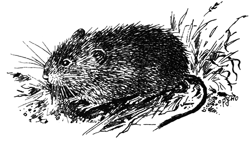 Млекопитающие - i_012.png