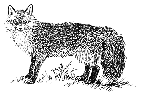 Млекопитающие - i_015.png