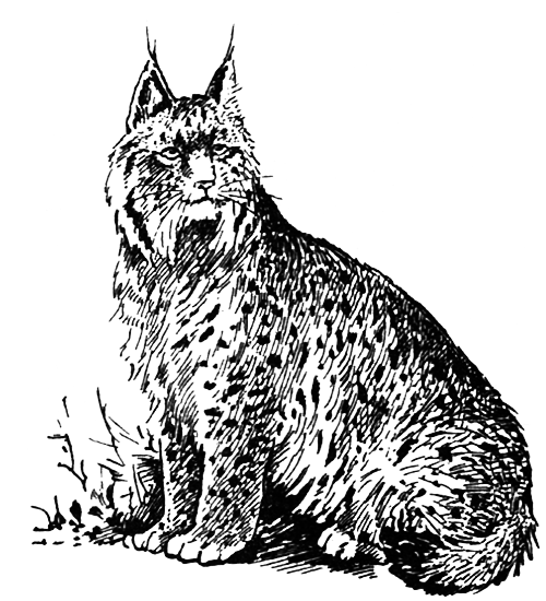 Млекопитающие - i_016.png