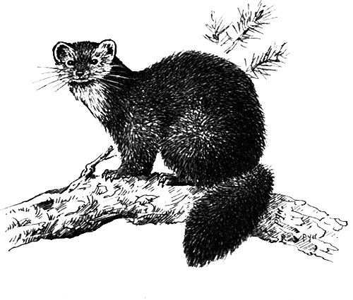 Млекопитающие - i_017.png