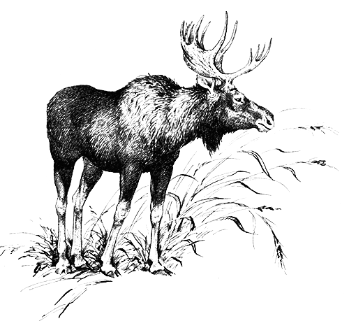 Млекопитающие - i_024.png