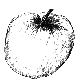 Покрытосеменные растения - i_017.png