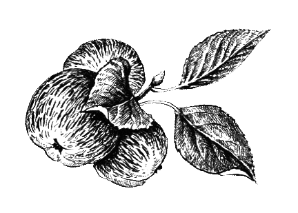 Покрытосеменные растения - i_018.png