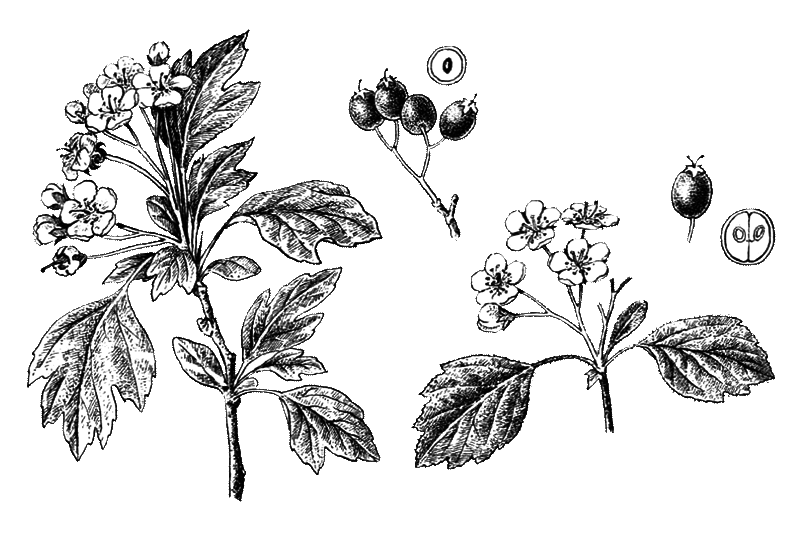 Покрытосеменные растения - i_019.png