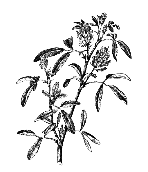 Покрытосеменные растения - i_029.png