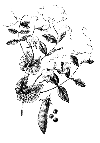 Покрытосеменные растения - i_030.png