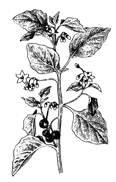 Покрытосеменные растения - i_031.png