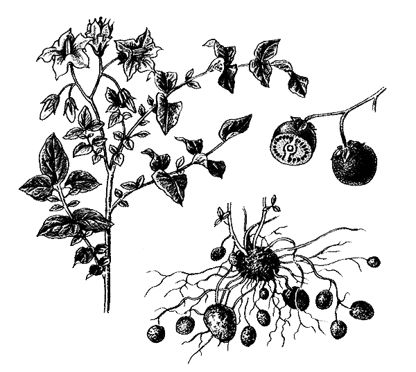 Покрытосеменные растения - i_035.png