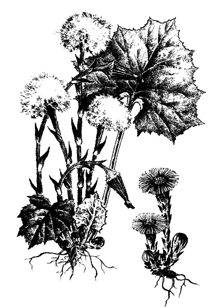 Покрытосеменные растения - i_036.png