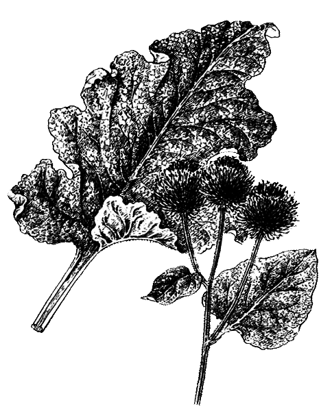 Покрытосеменные растения - i_038.png