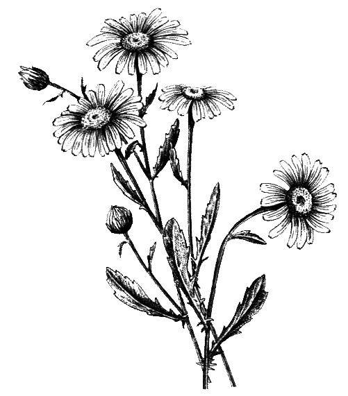 Покрытосеменные растения - i_043.png