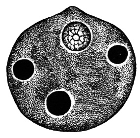 Простейшие. Губки. Кишечнополостные. Плоские черви. Круглые черви - i_004.png