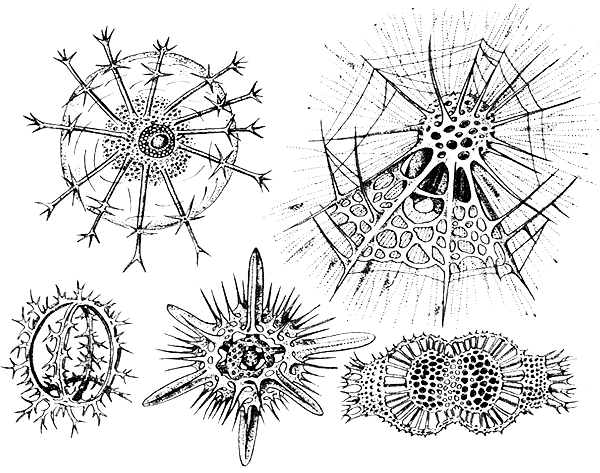 Простейшие. Губки. Кишечнополостные. Плоские черви. Круглые черви - i_006.png
