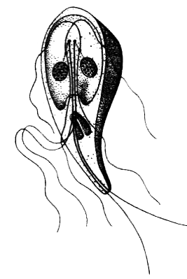 Простейшие. Губки. Кишечнополостные. Плоские черви. Круглые черви - i_008.png