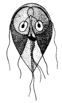 Простейшие. Губки. Кишечнополостные. Плоские черви. Круглые черви - i_009.png