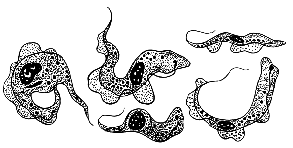 Простейшие. Губки. Кишечнополостные. Плоские черви. Круглые черви - i_010.png