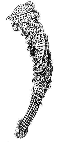 Простейшие. Губки. Кишечнополостные. Плоские черви. Круглые черви - i_021.png