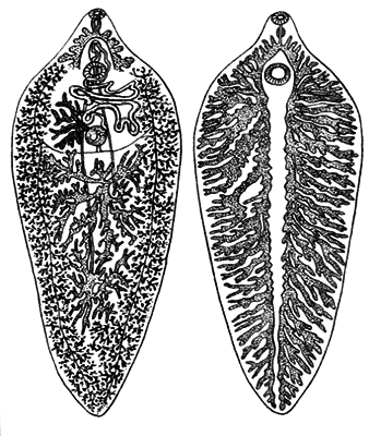 Простейшие. Губки. Кишечнополостные. Плоские черви. Круглые черви - i_029.png