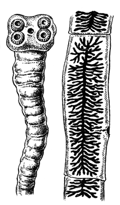 Простейшие. Губки. Кишечнополостные. Плоские черви. Круглые черви - i_031.png