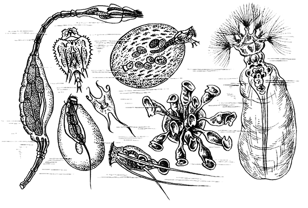 Простейшие. Губки. Кишечнополостные. Плоские черви. Круглые черви - i_037.png