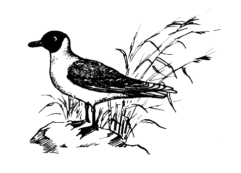 Птицы - i_001.png