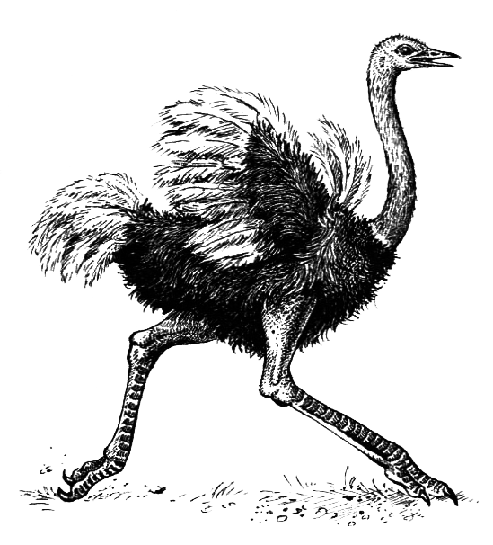 Птицы - i_004.png