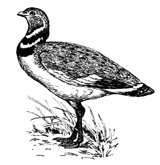 Птицы - i_007.png