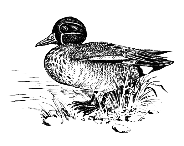 Птицы - i_009.png