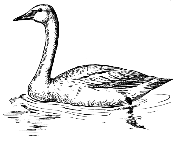 Птицы - i_016.png