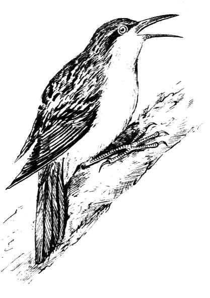 Птицы - i_033.png