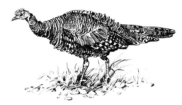 Птицы - i_036.png